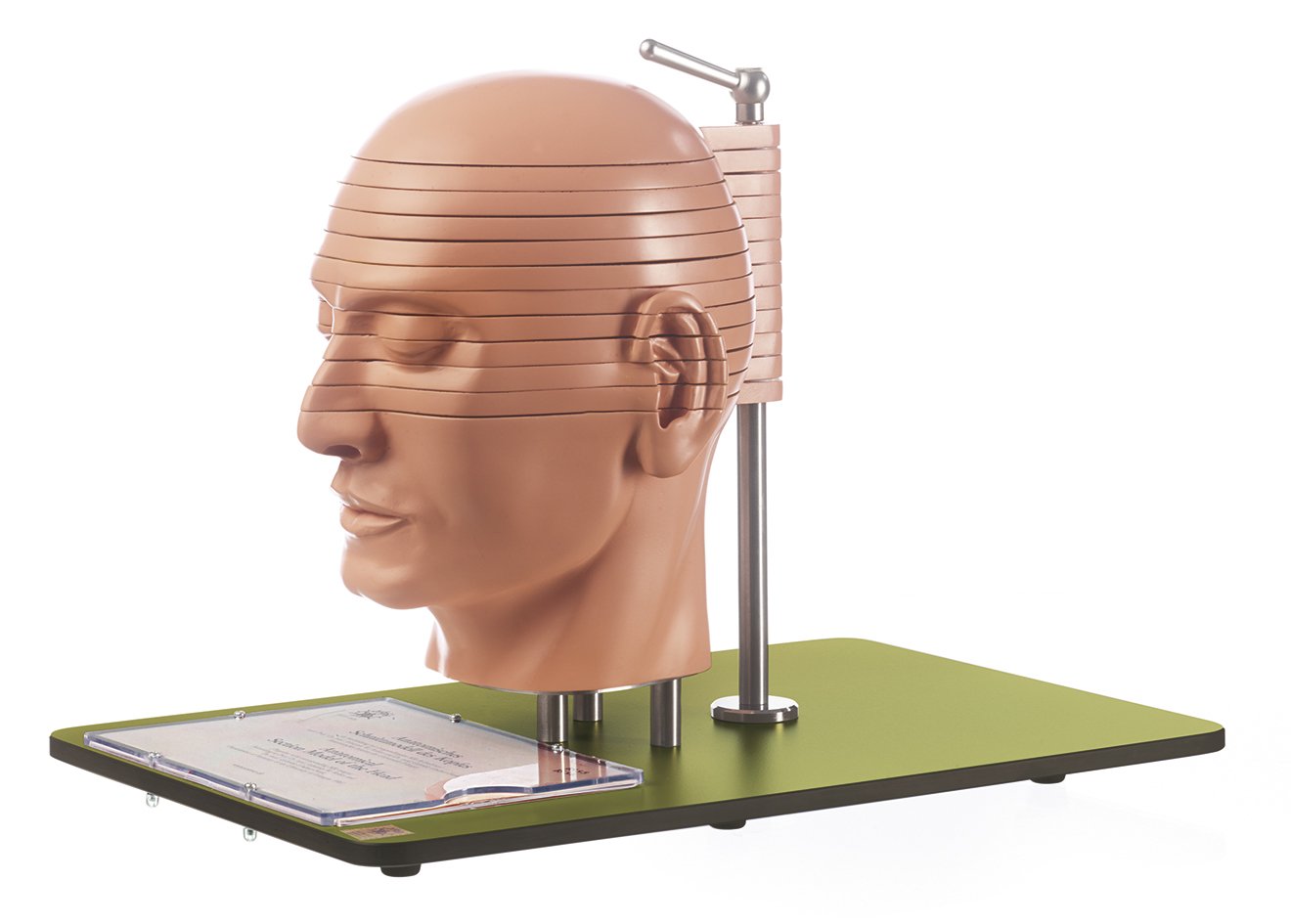 SOMSO Anatomical Sectional Model of the Head (combined with corresponding MR-Figures)