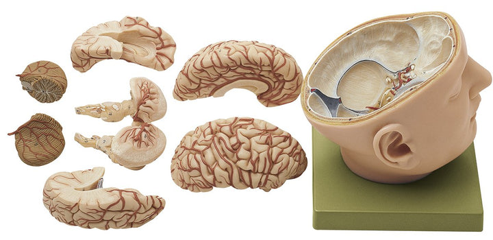 SOMSO Base of the Head