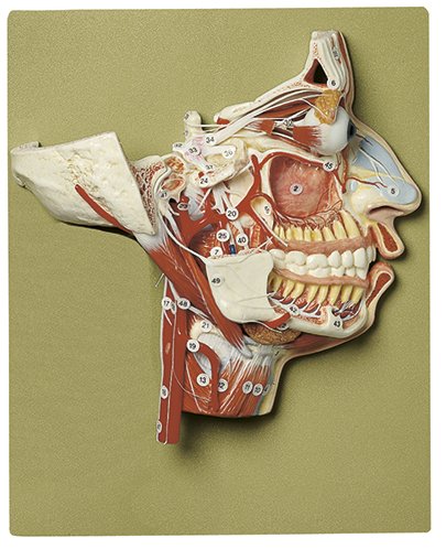 SOMSO Model of the Head