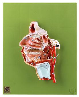 SOMSO Model of the Head