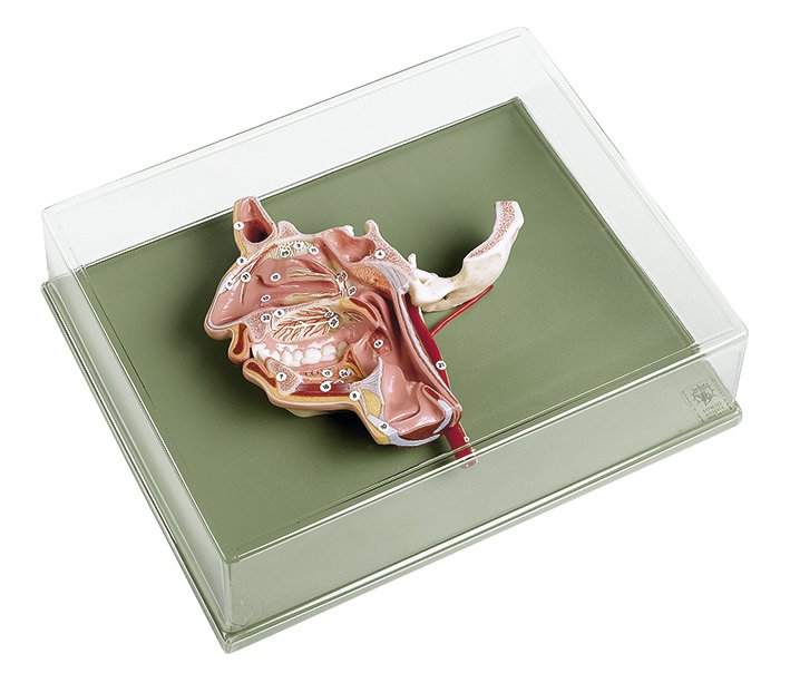 SOMSO Model of the Head