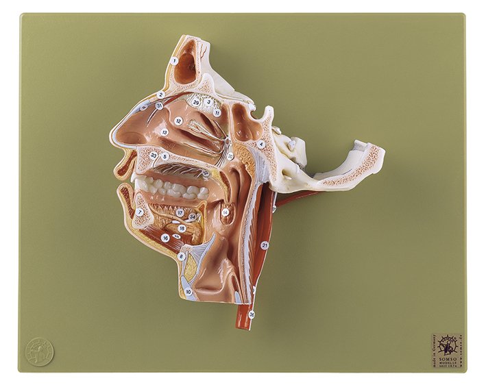 SOMSO Model of the Head