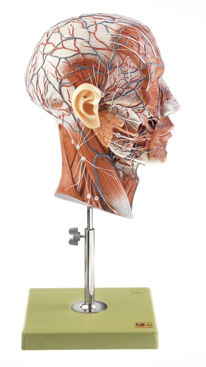 SOMSO Half of the Head