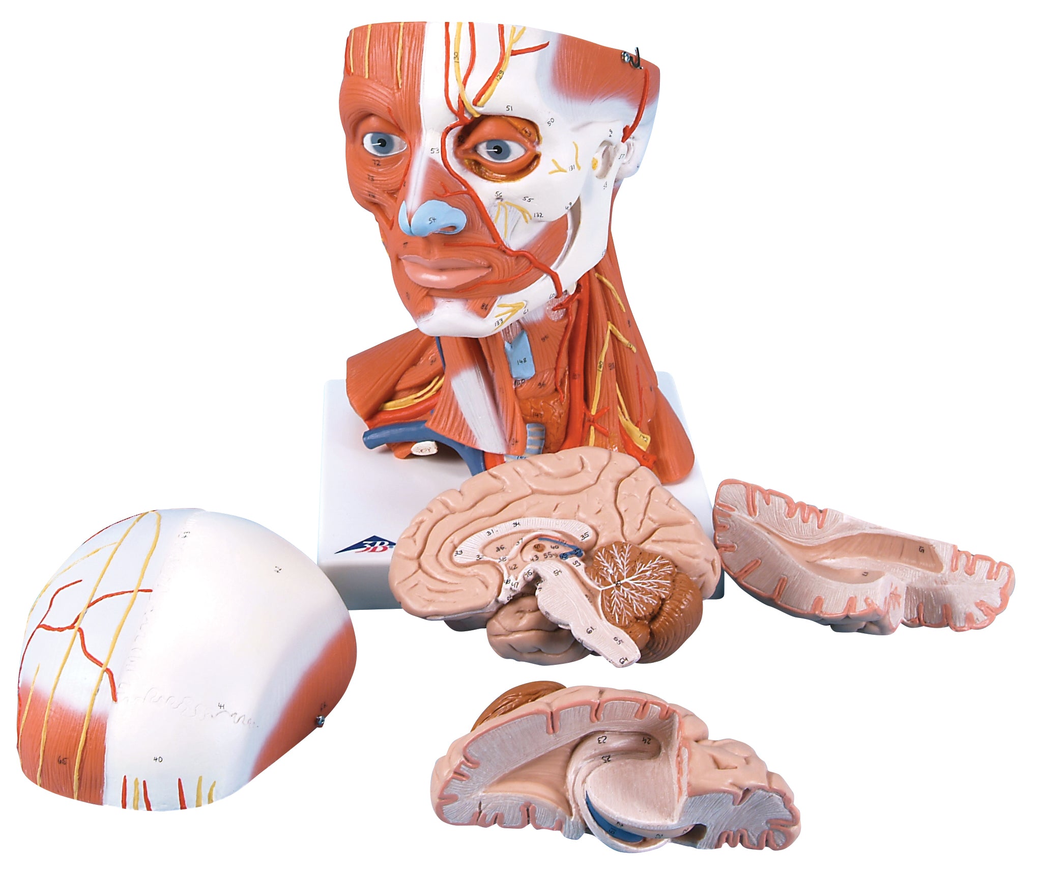 3B Head and Neck Musculature 3/4 full-size 5-part