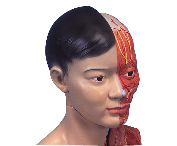 3B Asian Deluxe Head w Neck 4 part