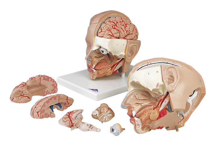 Basic Head Structure Model Human Head Anatomy Models | Holt Anatomical