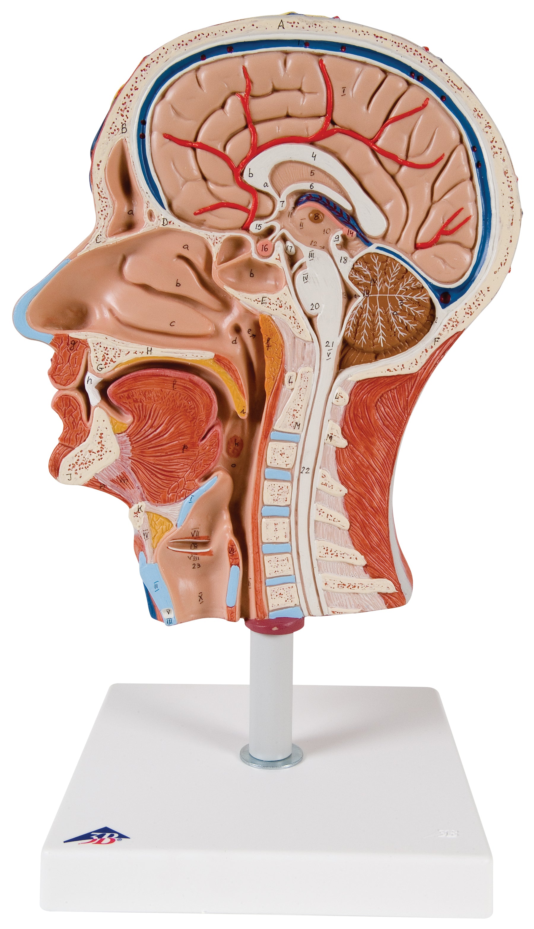 3B Half Head w/ Musculature w/Musculature Median Section