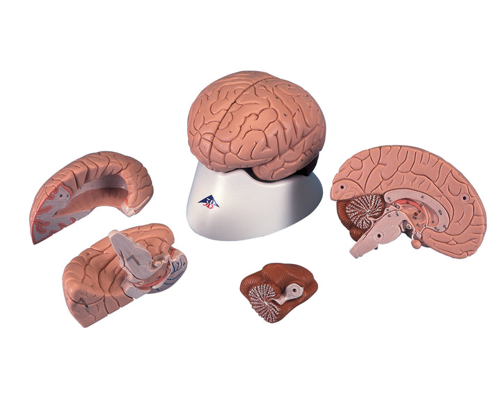 3B Classic Brain 4-part