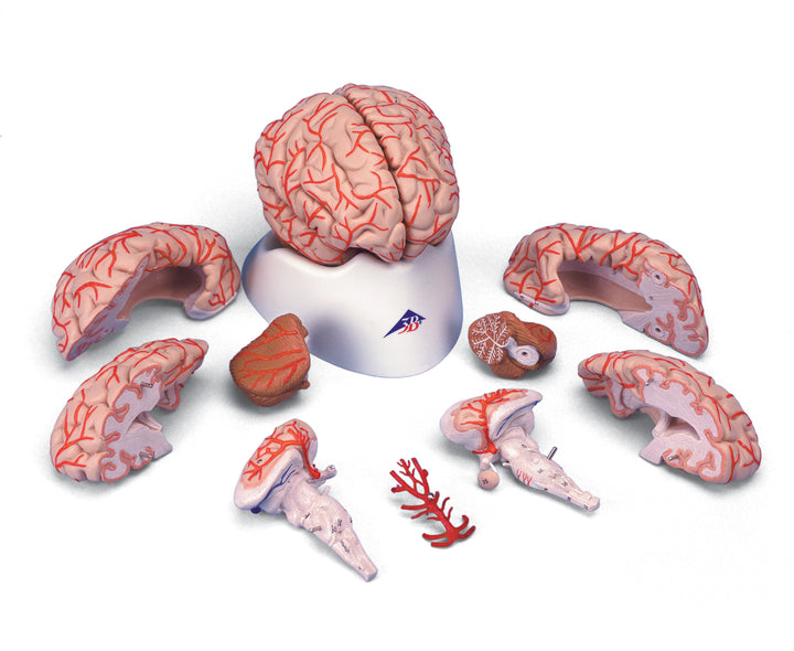 3B Deluxe Brain w/arteries 9-part