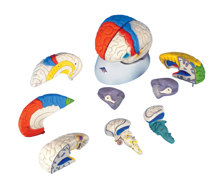 3B Neuro-Anatomical Brain  8-part