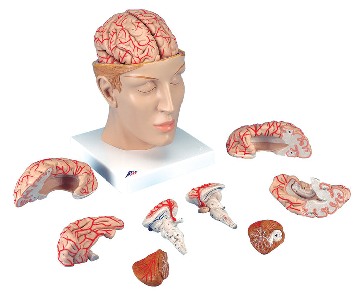 3B Deluxe Brain w/ Arteries 8 on base of head