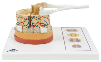 Nervous System Models