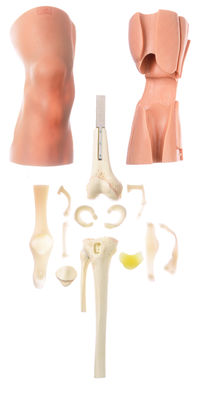 SOMSO CLA-Arthroscopy Model of Knee Joint