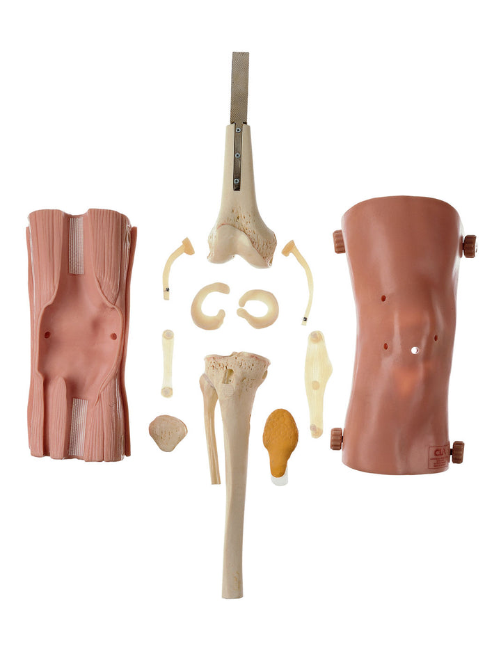 SOMSO CLA-Arthroscopy Model of Knee Joint