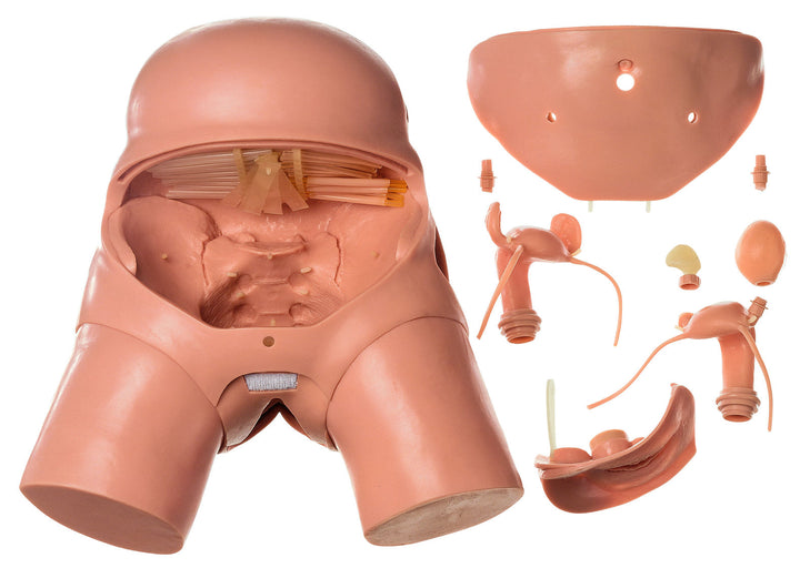 SOMSO CLA-Model for pelviscopic operations