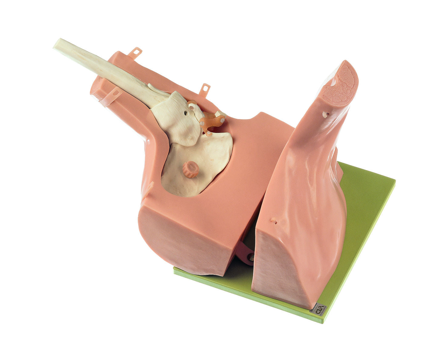 SOMSO CLA-Arthroscopy Model of Shoulder Joint
