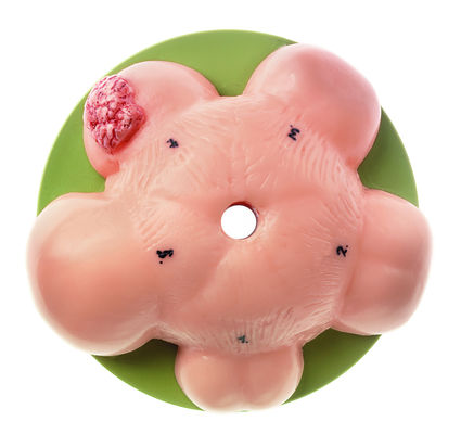 SOMSO CLA-Prostate-Palpatin-Model