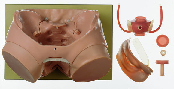 SOMSO CLA-Bladder Phantom for Endoscopy