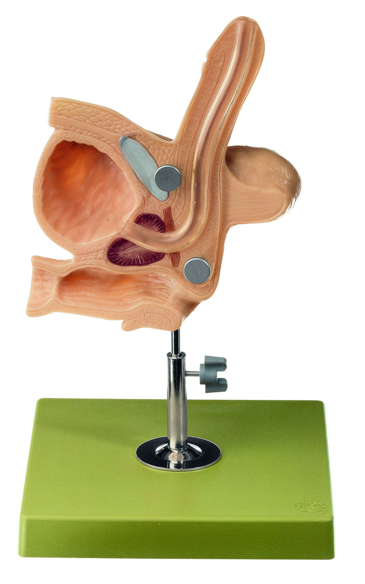 SOMSO CLA-Catheterisation-Model, male