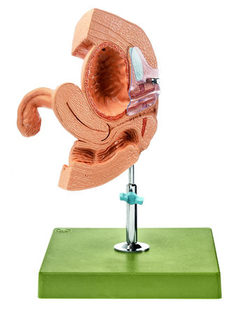 SOMSO CLA-Catheterisation-Model, female