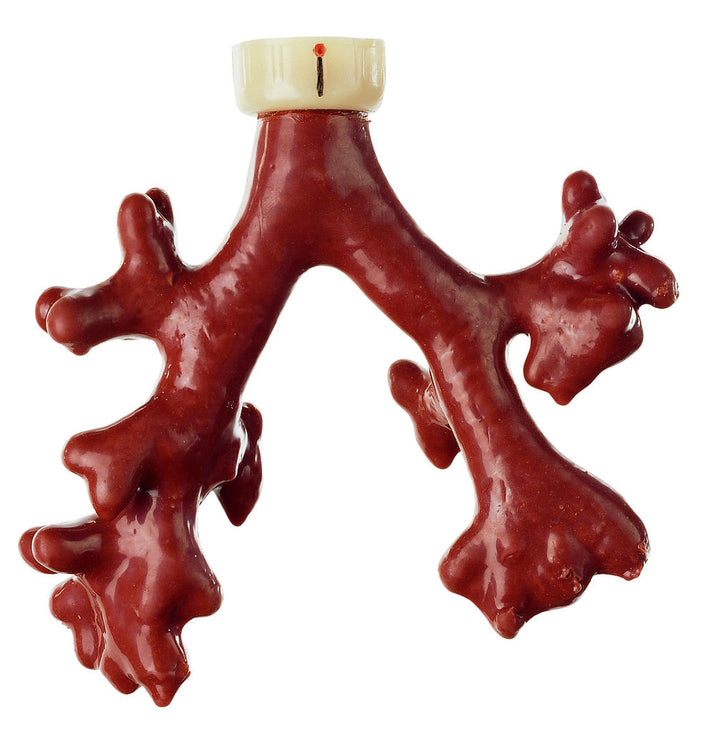 SOMSO CLA-Florescing Tracheo-Bronchial Tree