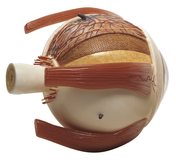 SOMSO Right Half of the Human Eye on a Base