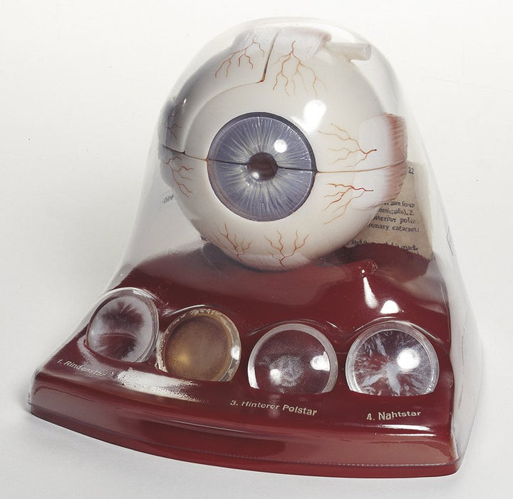 SOMSO Cataract Eye Model