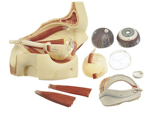 SOMSO Eyeball with Part of Orbit