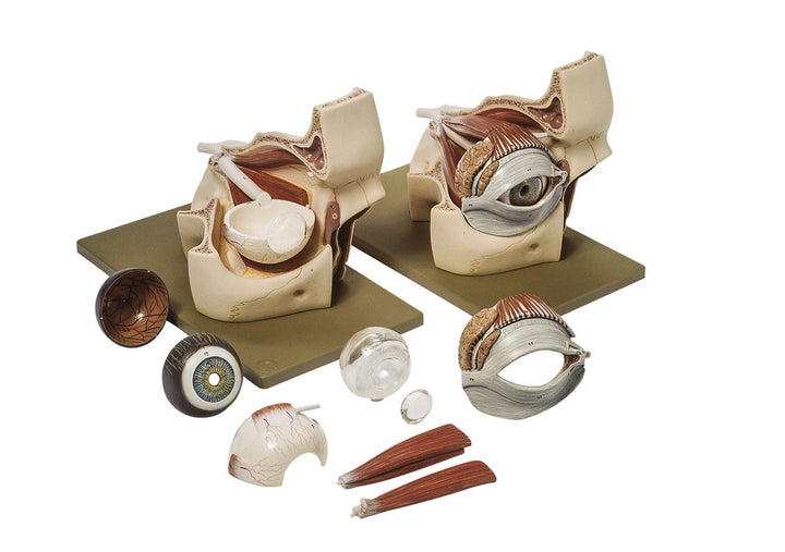 SOMSO Eyeball with Part of Orbit