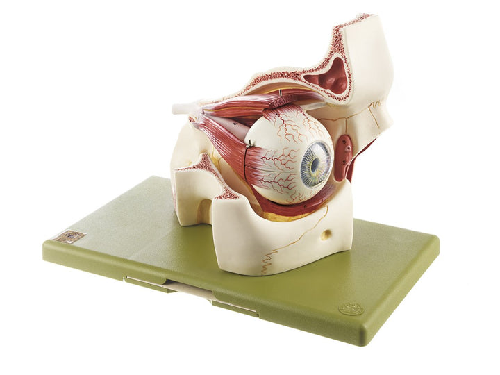 SOMSO Eyeball with Part of Orbit