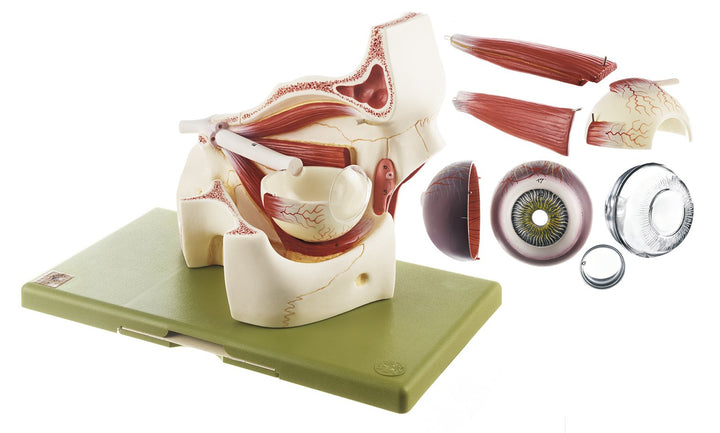 SOMSO Eyeball with Part of Orbit