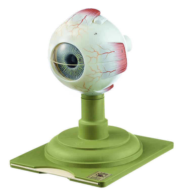 SOMSO Eyeball