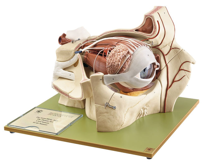 SOMSO Topography of the Orbit