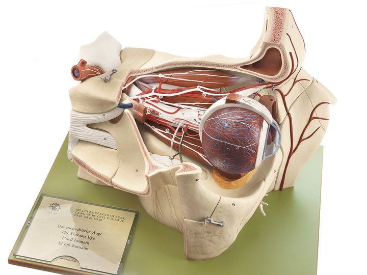 SOMSO Topography of the Orbit