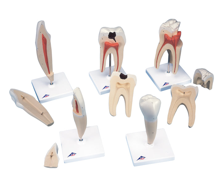 3B Classic Tooth Model Series 5 models