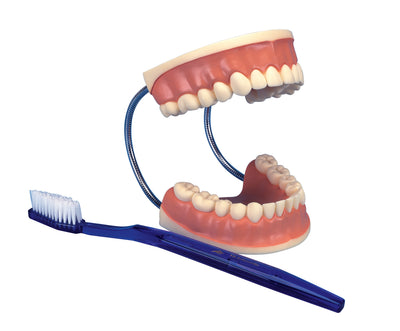Teeth and Jaw Anatomy Models