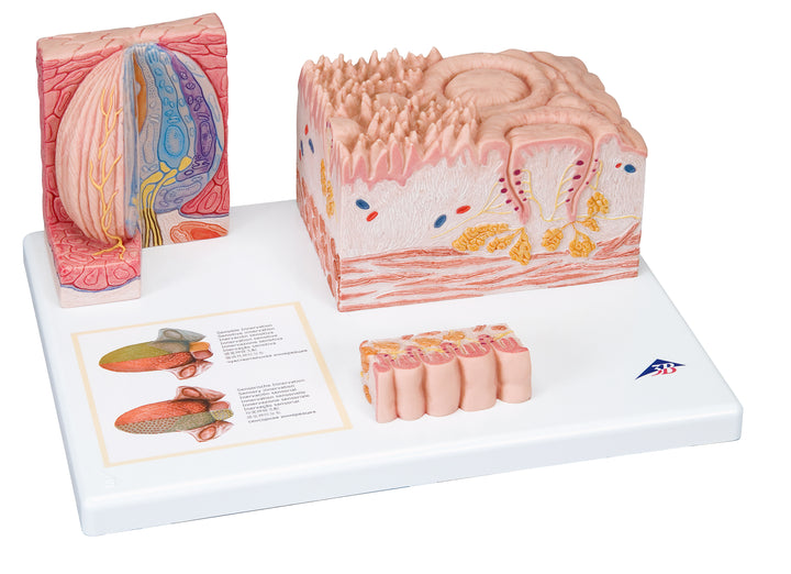 3B 3B MICROanatomyÃ¢â€žÂ¢ Tongue