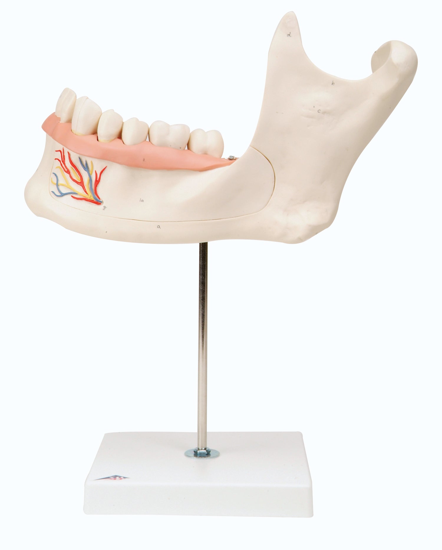3B Half Lower Jaw 3 times full-size 6-part
