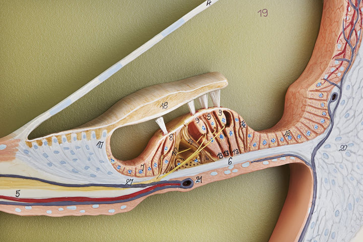 SOMSO Section through the Central Spiral of the Cochlea