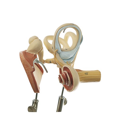 SOMSO Labyrinth with Ossicles and Tympanic Membrane