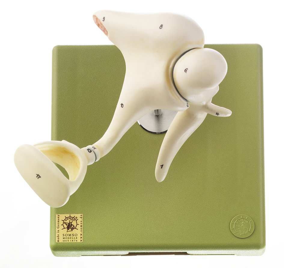 SOMSO Ossicles