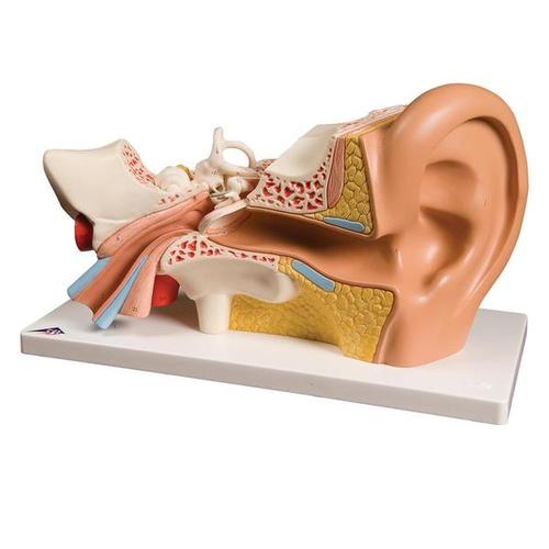 3B Giant Ear-Classic Version 3 times life-size 4 part