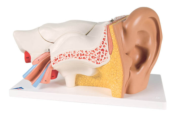 3B Giant Ear-Advanced Version 3 times life-size 6 part