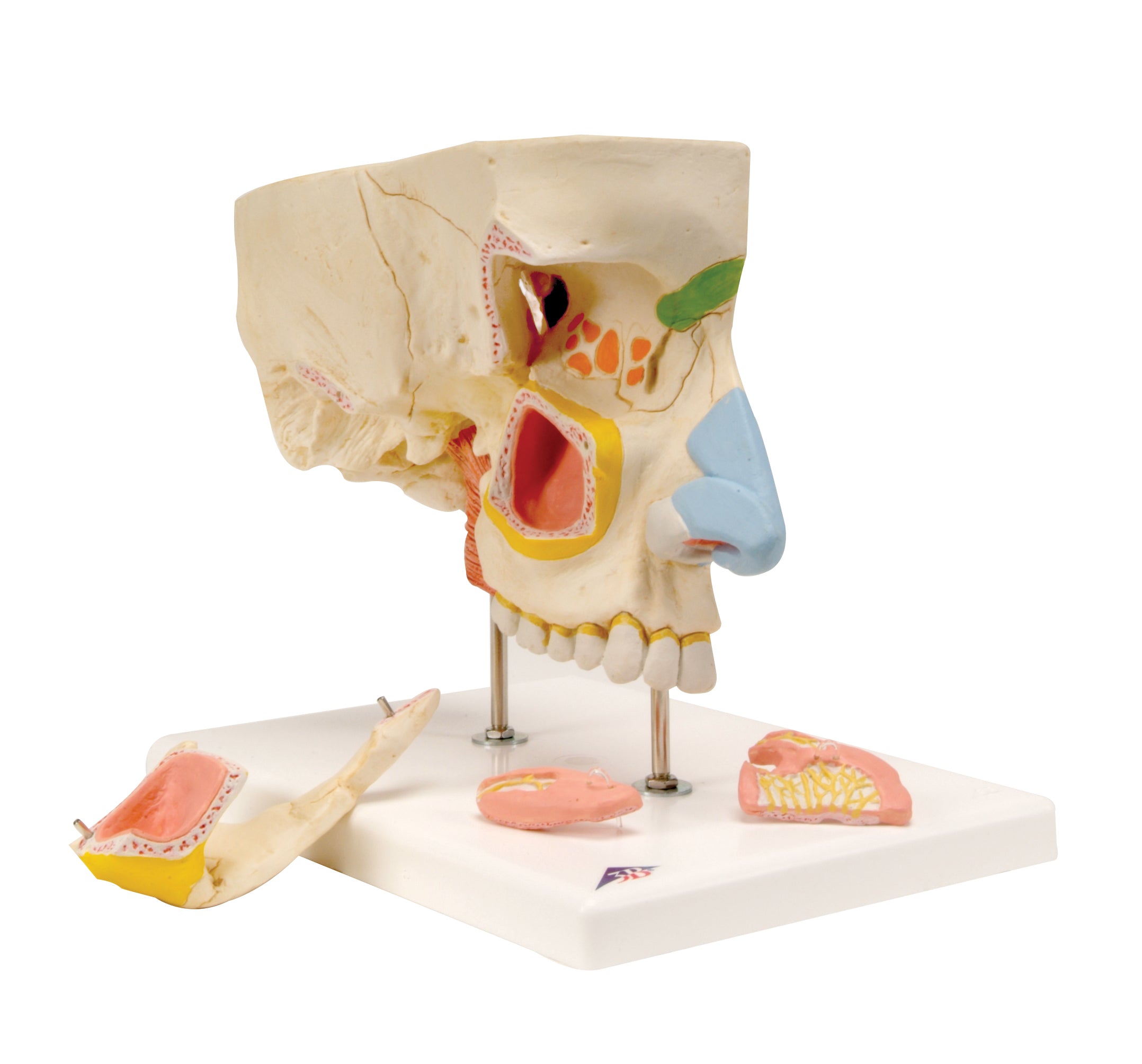 3B Nose-Sense of Smell