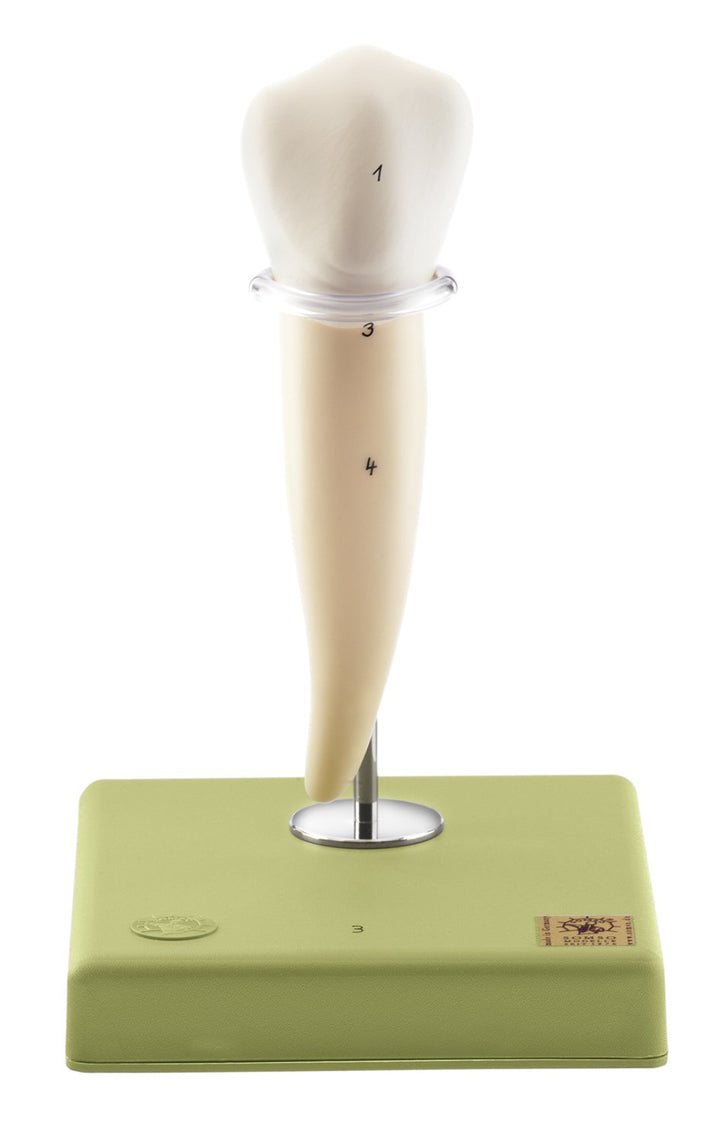 SOMSO Lower Molar with One Root