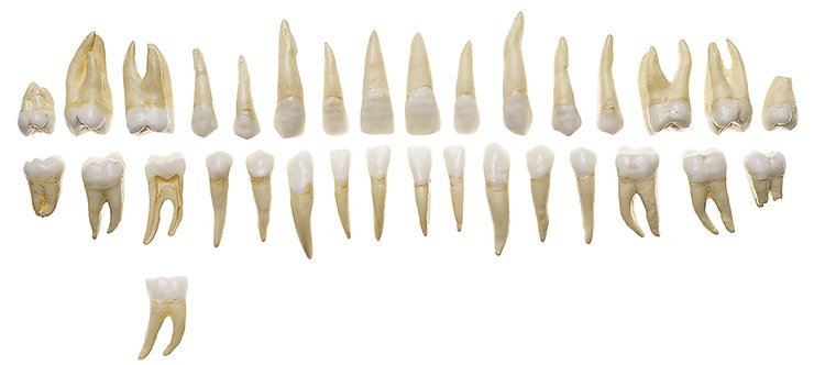 SOMSO Set of Teeth of an Adult