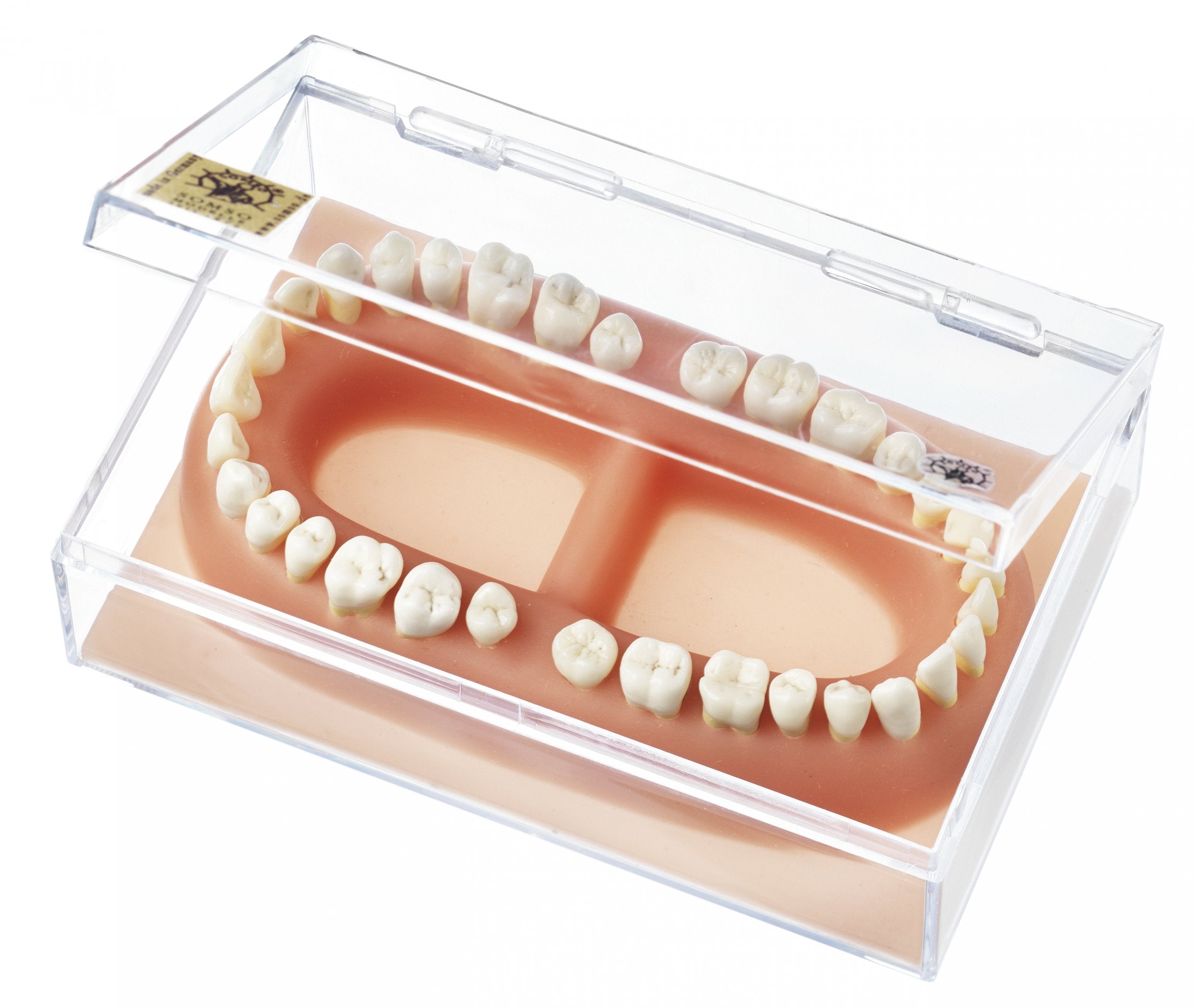 SOMSO Set of Teeth of an Adult