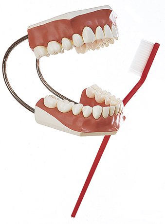 SOMSO Model of a Set of Teeth