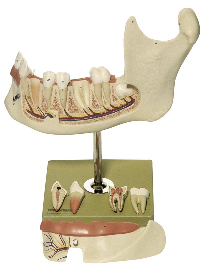 SOMSO Lower Jaw of an 18-Year-Old