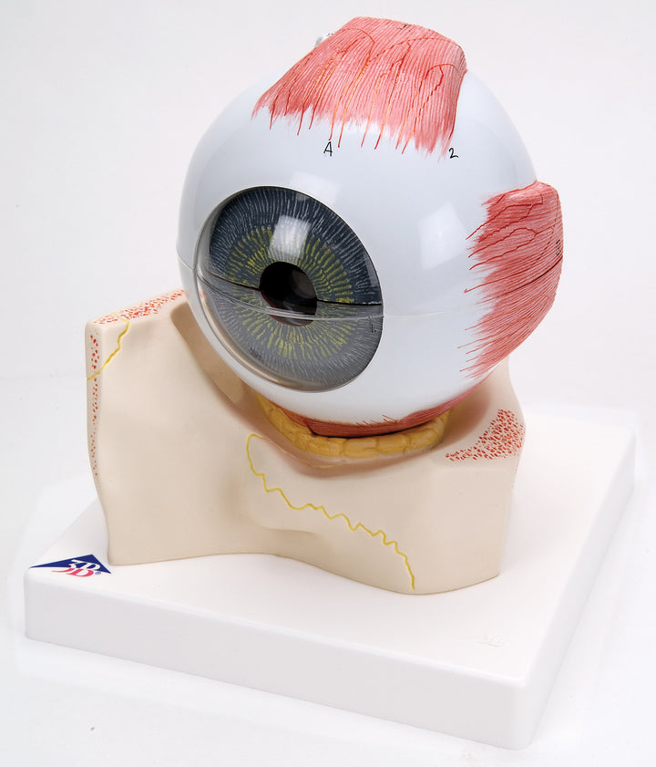 3B Eye 5 times full-size 7-part on Bony Orbit Base